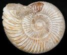 Perisphinctes Ammonite - Jurassic #38026-1